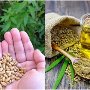 Hemp Seeds Oil