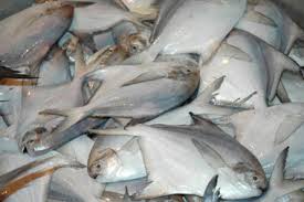Silver Pomfret<br>S-6508