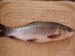 Common Carp<br>S-6505