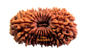 Rudraksh<br>G-2215