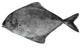 European Flounder<br>S-6506