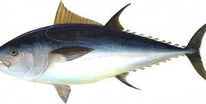 Yellowfin Tuna<br>S-6500