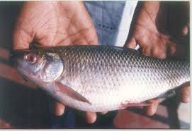 Striped Bass<br>S-6507