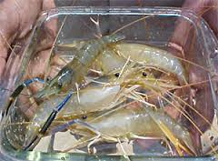 White Shrimp<br>S-6504